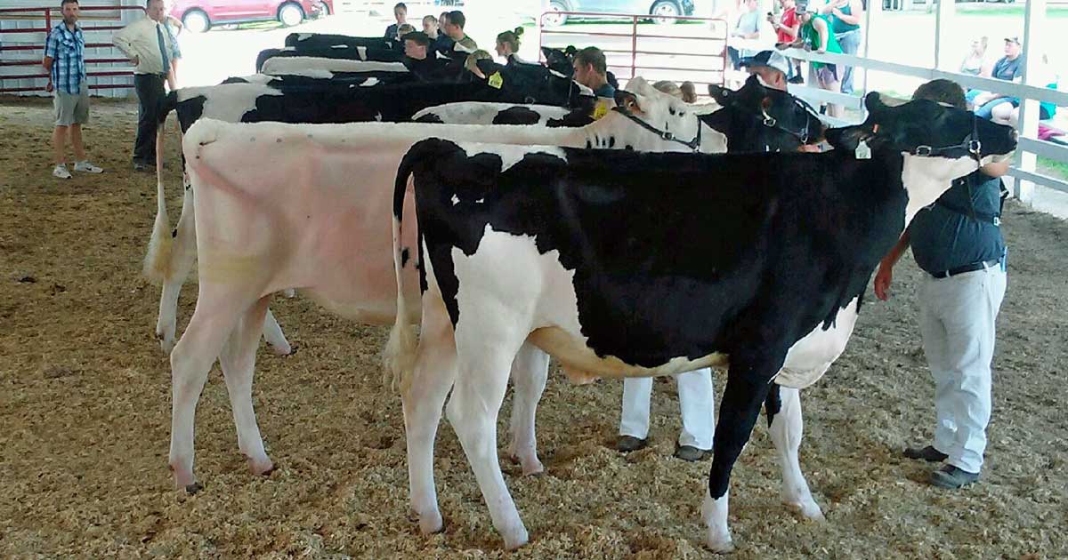 Holstein-show-hero