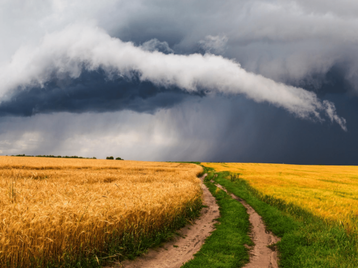 storm on a wheat field